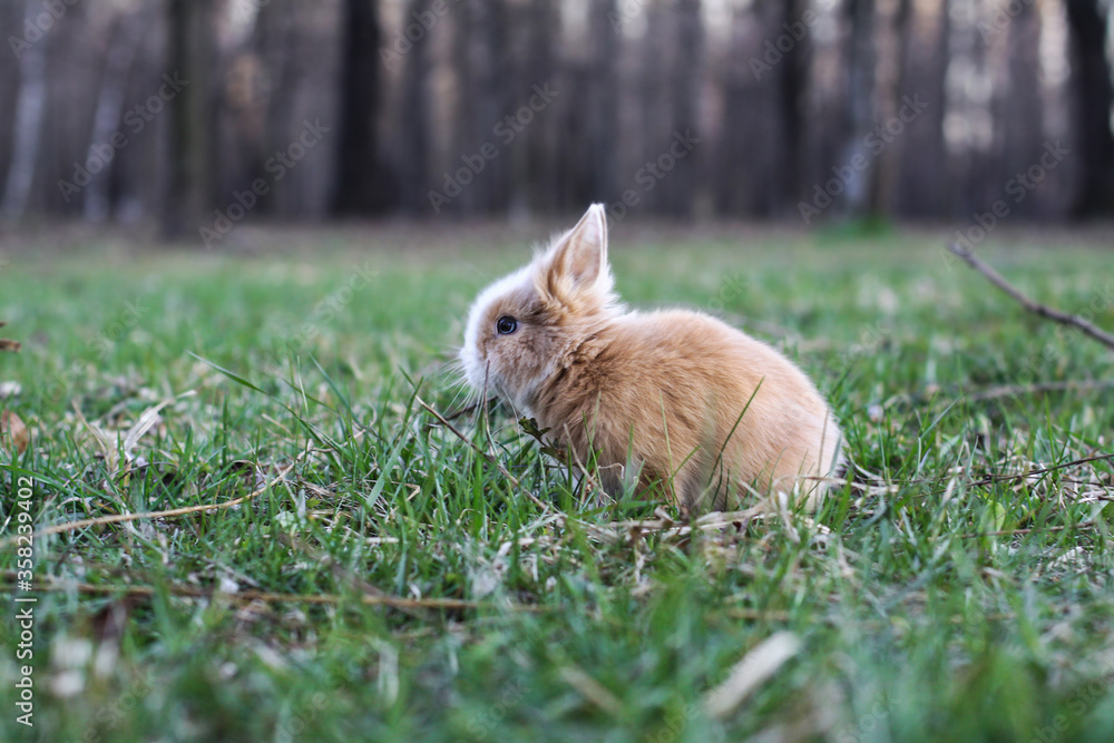 Beautiful decorative domestic rabbit on a meadow eats. A pet in the wild in the open air. Stock background for design Beautiful decorative domestic rabbit on a meadow eats. A pet in the wild in the open air. Stock background for design