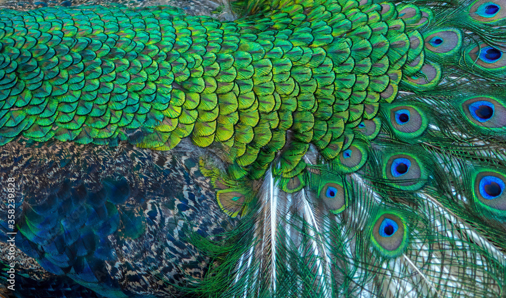 Obraz premium Blue peacock feathers in closeup