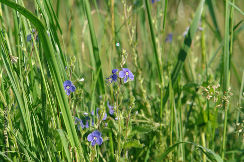 A close up of small blue flowers of Veronica chamaedrys (the germander speedwell, bird's-eye speedwell, or cat's eyes), growing in the field
