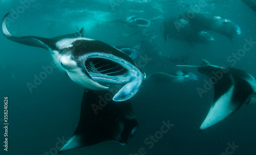 Large group of manta rays feeding on copepods in the Hanifaru Bay area, Baa Atoll, The Maldives.