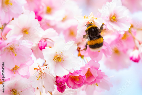 Pink cherry blossom and bumble bee