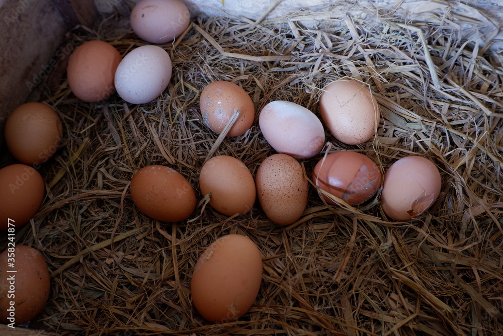 Fresh chicken eggs in a basket, taken directly from farmers Fresh chicken eggs in a basket, taken directly from farmers