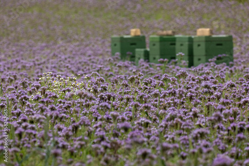 Bienenkästen im Phaceliafeld photo