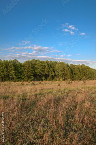 Beautiful summer landscape of nature countryside. Green vegetation of grass and trees with hills. Stock photo for design