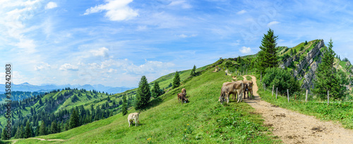 Kühe auf einer Bergweide genießen die herrlichen Allgäuer Bergweiden photo