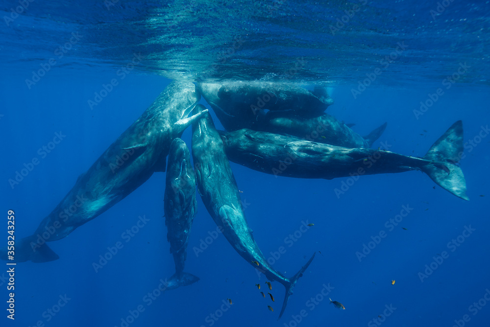 Fototapeta premium Sperm whales in a social gathering, Indian Ocean, Mauritius.