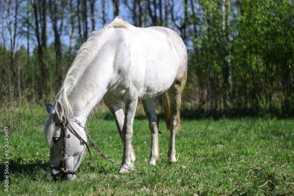 Beautiful racehorse on a pasture in the village. Horse in nature near the forest. Stock background for design Beautiful racehorse on a pasture in the village. Horse in nature near the forest. Stock background for design