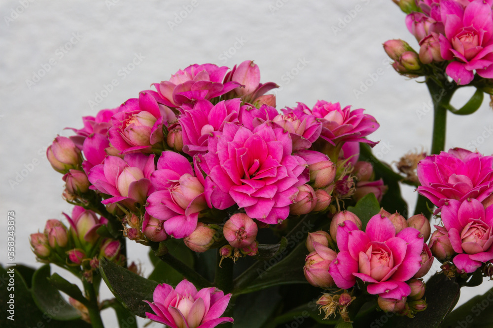 Blooming pink kalanchoe flowers on a light background Blooming pink kalanchoe flowers on a light background