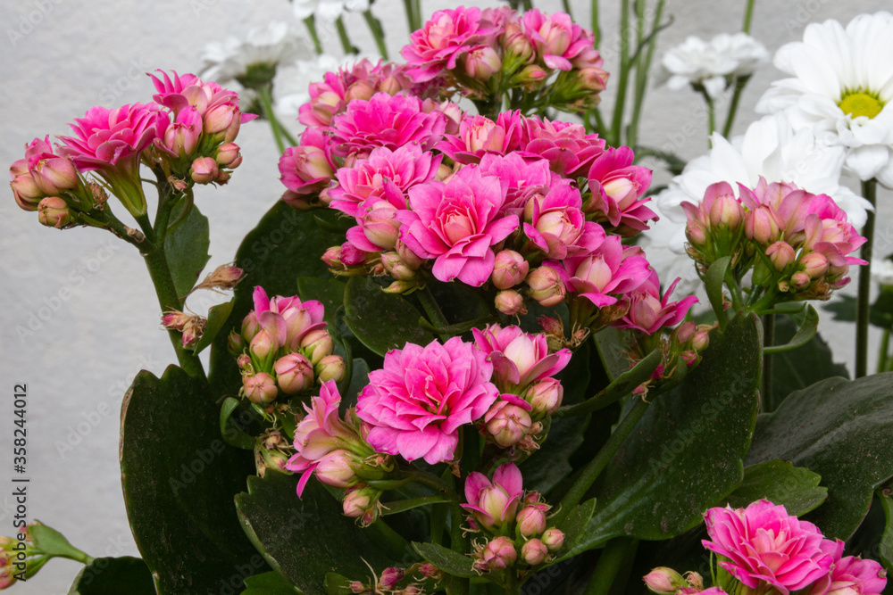 Blooming pink kalanchoe flowers on a light background