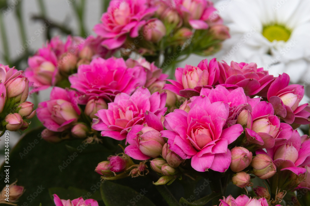 Blooming pink kalanchoe flowers on a light background Blooming pink kalanchoe flowers on a light background