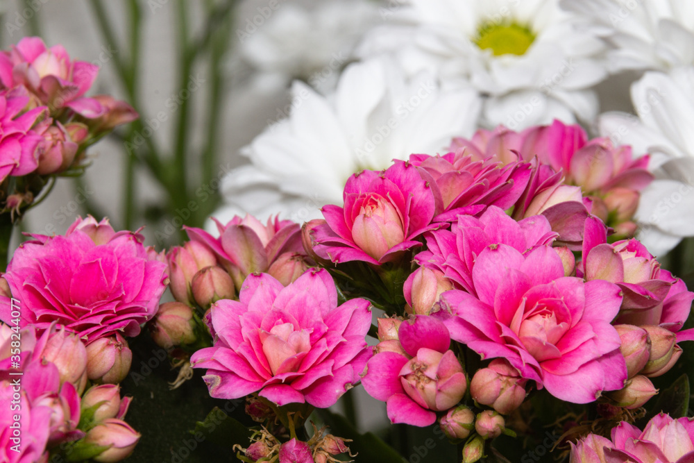 Blooming pink kalanchoe flowers on a light background Blooming pink kalanchoe flowers on a light background
