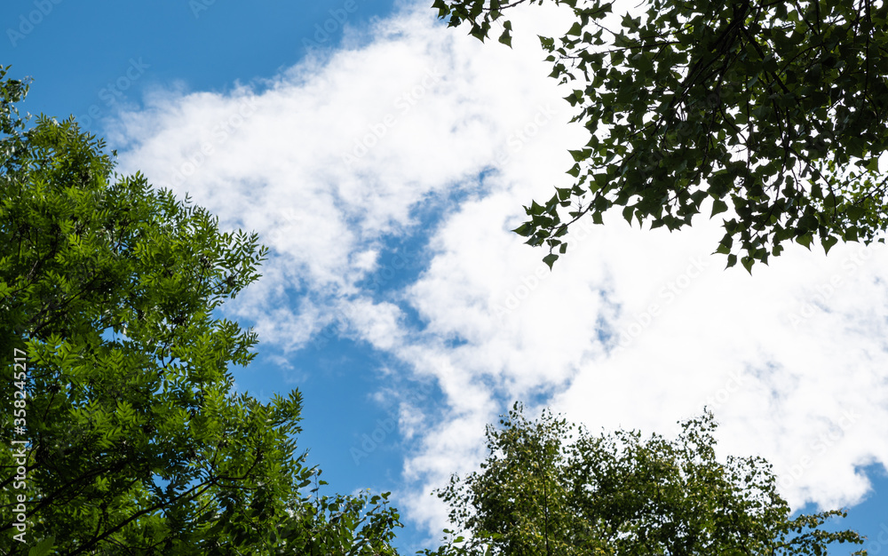 Fototapeta premium On a beautiful sunny day, image taken towards the blue sky: the frame of trees with green fronds creates a pleasant combination.