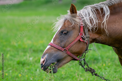 Silvery bay horse in a field on a paddock.