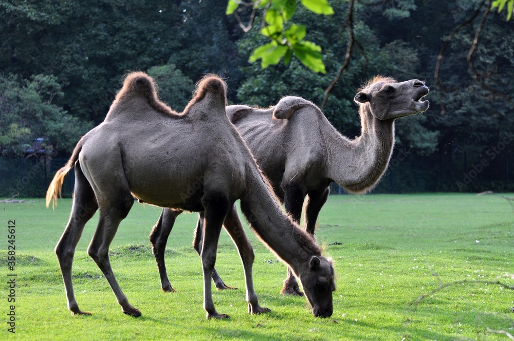 Fototapeta premium Kamele