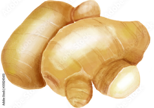 生姜, ginger, vegetable, illustration, drawing, イラスト,野菜,生姜,素材
