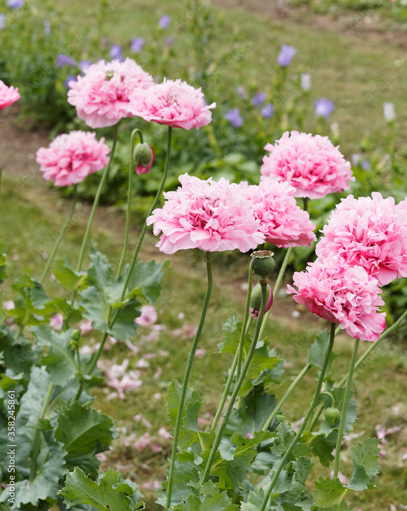 (Papaver somniferum) Allée fleurie de fleurs de pavots des jardins ou ...