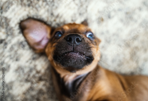 Portrait of cute brown puppy of Catahoula - louisian leopard dog