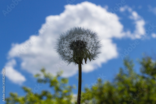 luffy dandelion close-up on a background of blue sky with white clouds. Transparent dandelion with seeds on a white cloud background  copy space  soft focus