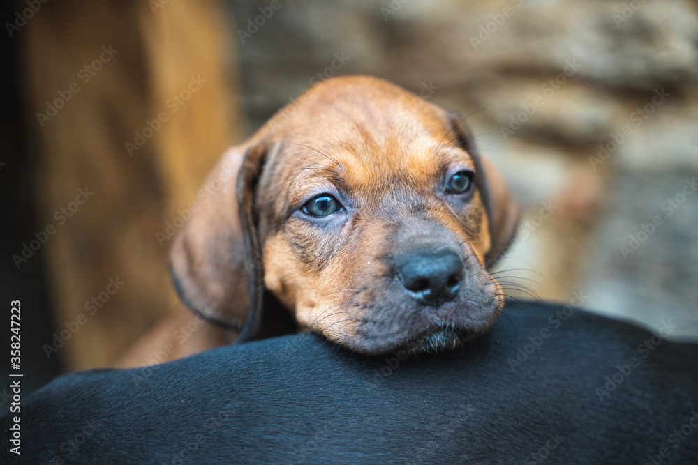 Portrait of cute brown puppy of Catahoula - louisian leopard dog Portrait of cute brown puppy of Catahoula - louisian leopard dog