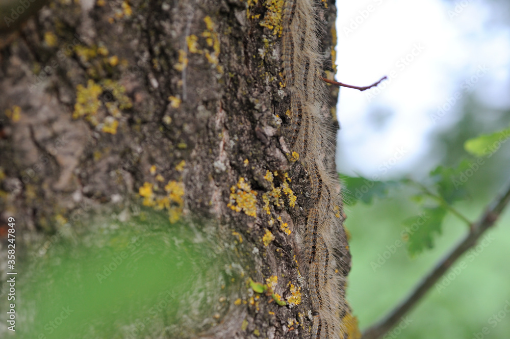 Obraz premium oak processionary caterpillars on procession searching for food