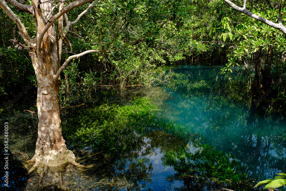 National Park in Krabi Province, Thailand with mangrove forests National Park in Krabi Province, Thailand with mangrove forests
