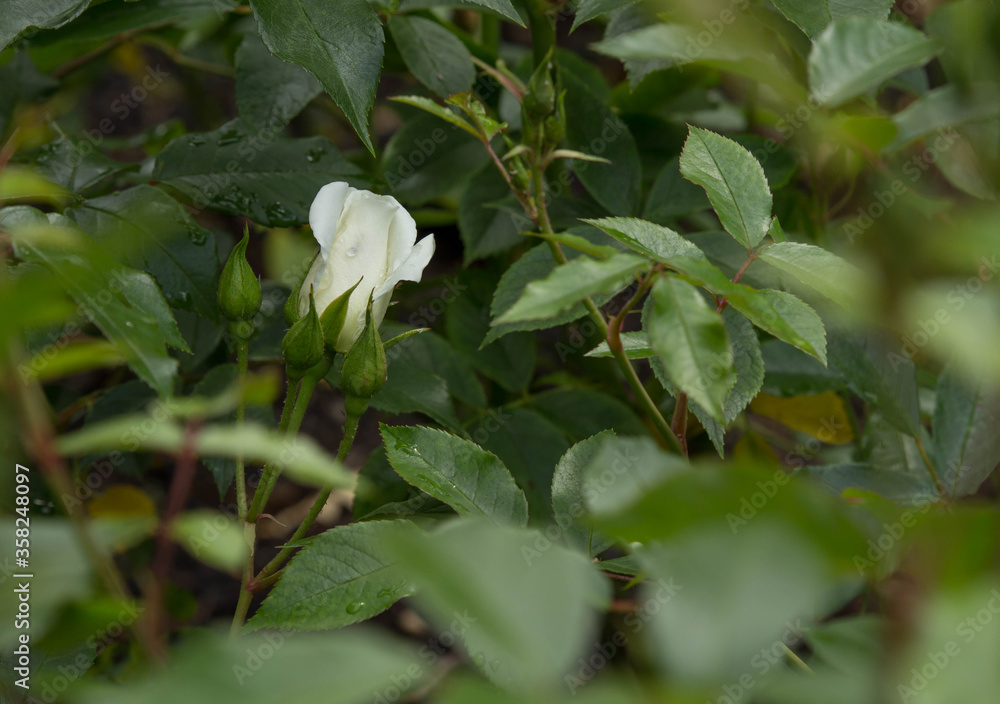 White rose buds in the garden are blooming beautifully, in the summer White rose buds in the garden are blooming beautifully, in the summer