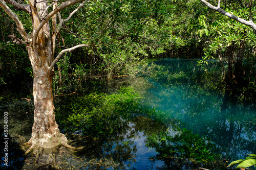 National Park in Krabi Province, Thailand with mangrove forests © YURII Seleznov