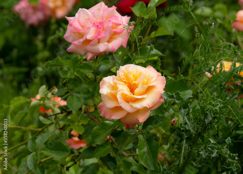 The colorful and beautiful rose in the garden are blooming beautifully  in the summer. 