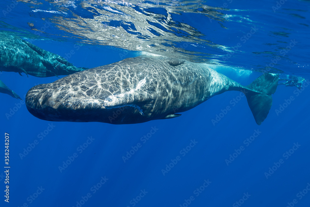 Naklejka premium Curious sperm whale comes to look at the camera, Indian Ocean, Mauritius.