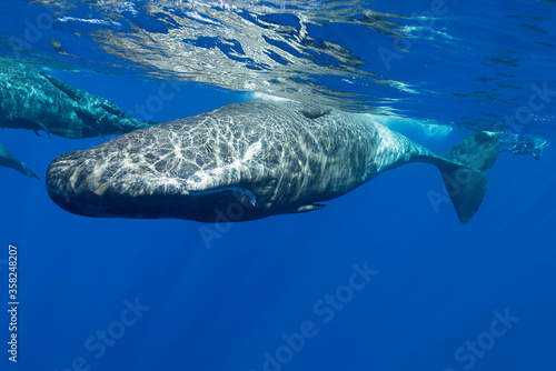 Curious sperm whale comes to look at the camera, Indian Ocean, Mauritius.