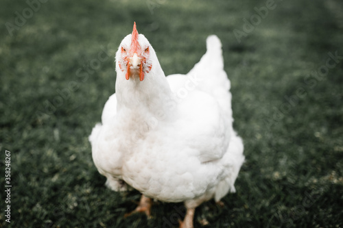 Fat white broiler chicken standing on green grass with an angry bird look on her face