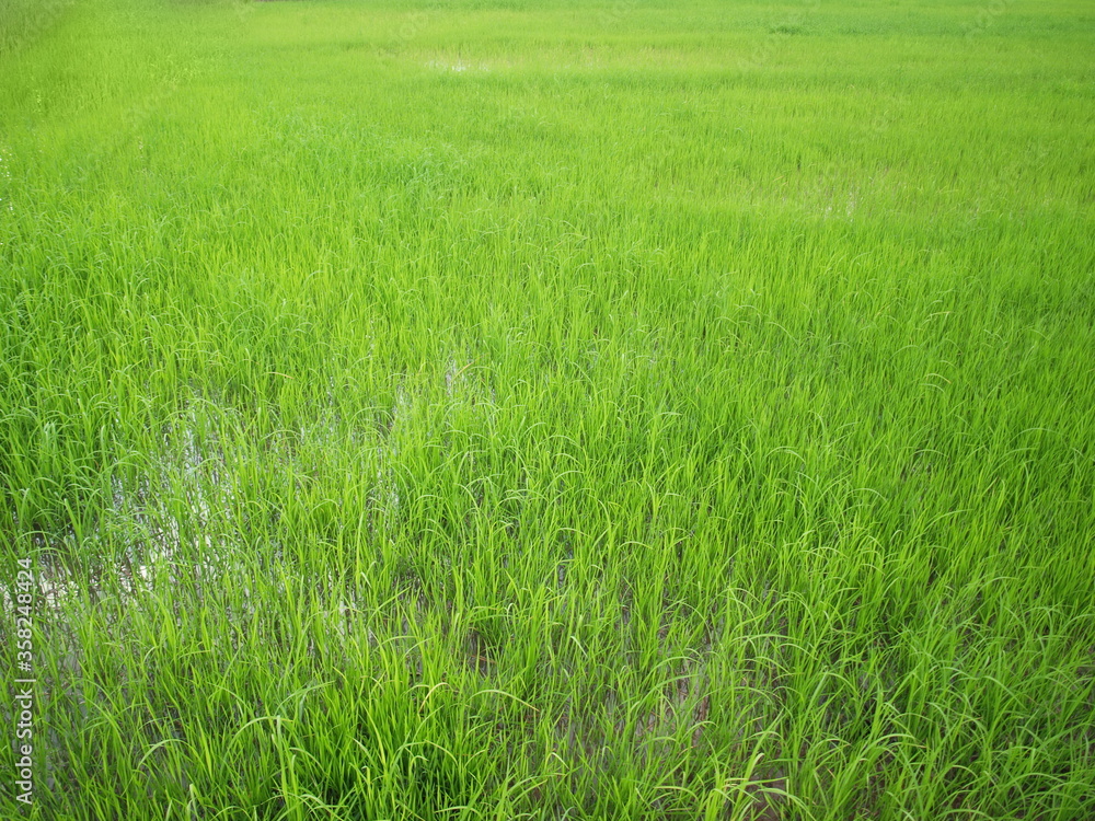 Green young rice plants in the rice fields. Refreshing organic rice farms, planting soft rice. Select focus

