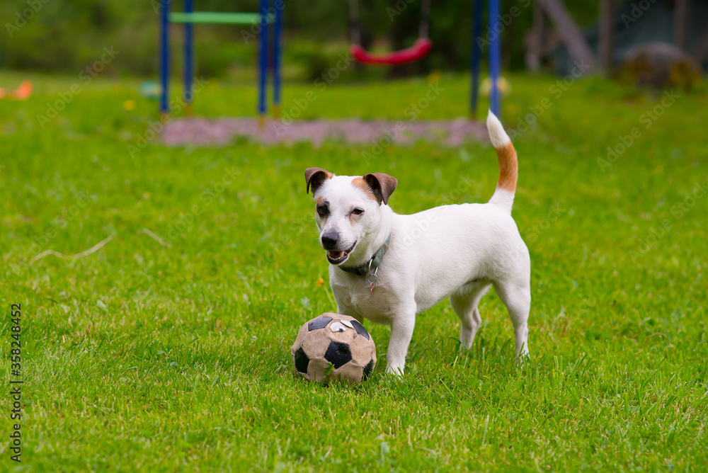 jack russell dog playing with ball outdoor