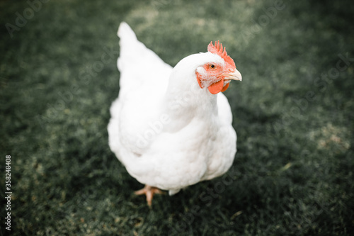 Fat white broiler chicken standing on grass