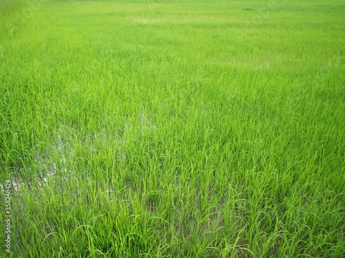 Green young rice plants in the rice fields. Refreshing organic rice farms, planting soft rice. Select focus 