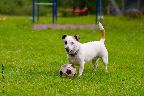 jack russell dog playing with ball outdoor © Olga
