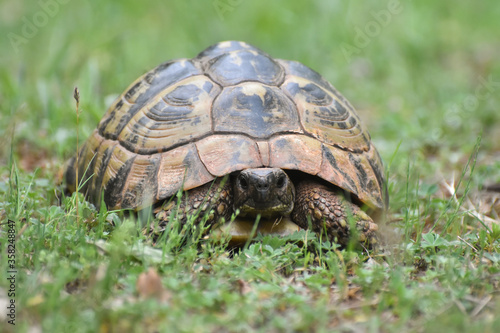 Hermann's tortoise (Testudo hermanni) in the forest. Common European turtle in nature © Ivan