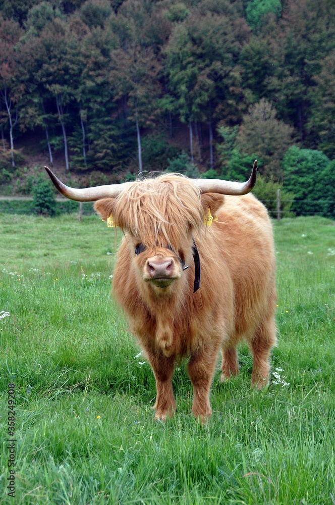 Schottische Hochlandrinder Schottische Hochlandrinder