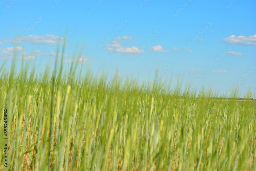 Field of green wheat (rye) rows on hill, cloudy sunny sky, spring in Ukraine