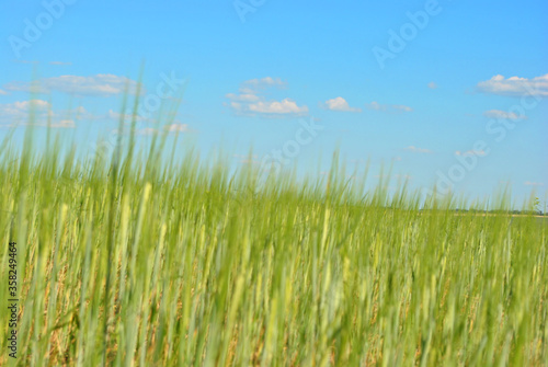 Field of green wheat (rye) rows on hill, cloudy sunny sky, spring in Ukraine