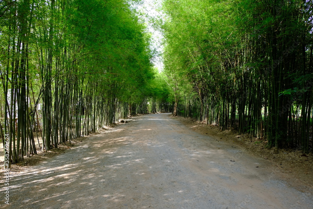 Obraz premium road in the park