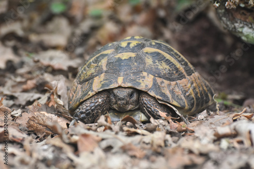 Hermann's tortoise (Testudo hermanni) in the forest. Common European turtle in nature