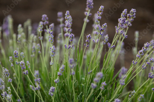 desktop wallpapers lavender buds on a background of green foliage