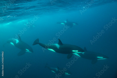 Pod of killer whales, Kvaenangen fjord, northern Norway.