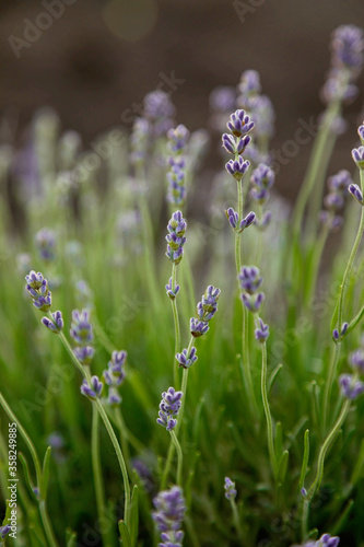 desktop wallpapers lavender buds on a background of green foliage