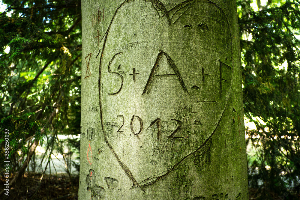 Fototapeta premium Herz in einer Baumrinde mit drei Initialen
