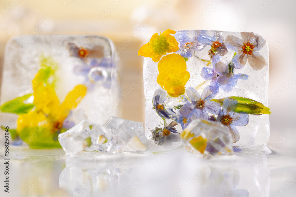 Transparent ice cubes with frozen flowers inside. Transparent ice cubes with frozen flowers inside.
