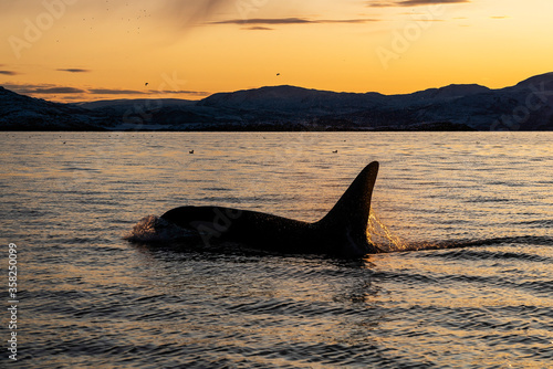 Killer whales at sunset, Kvaenangen Fjord, Norway. © wildestanimal