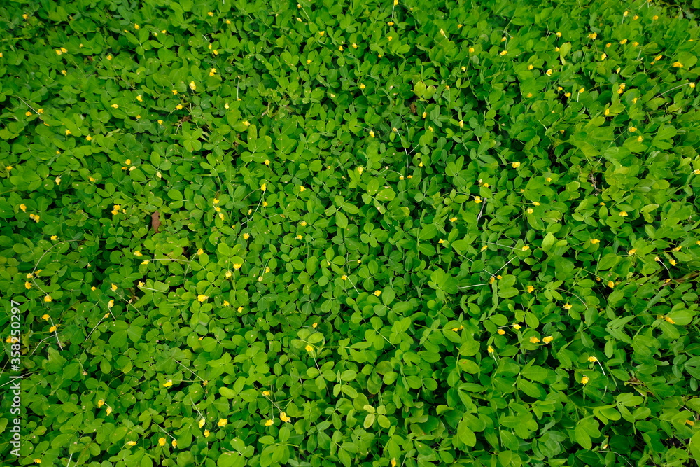 green grass background green grass background