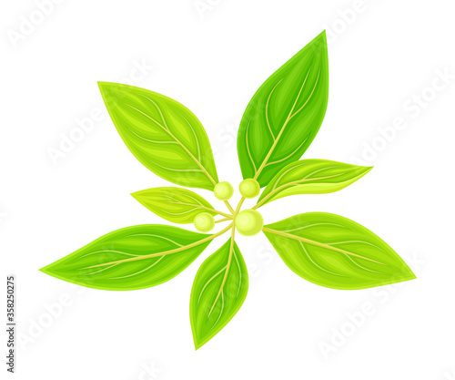 Green Leafy Branch of Sandalwood with Berries Vector Illustration